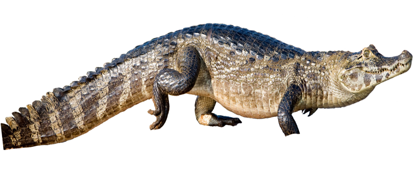 A Large Alligator With A Black Background