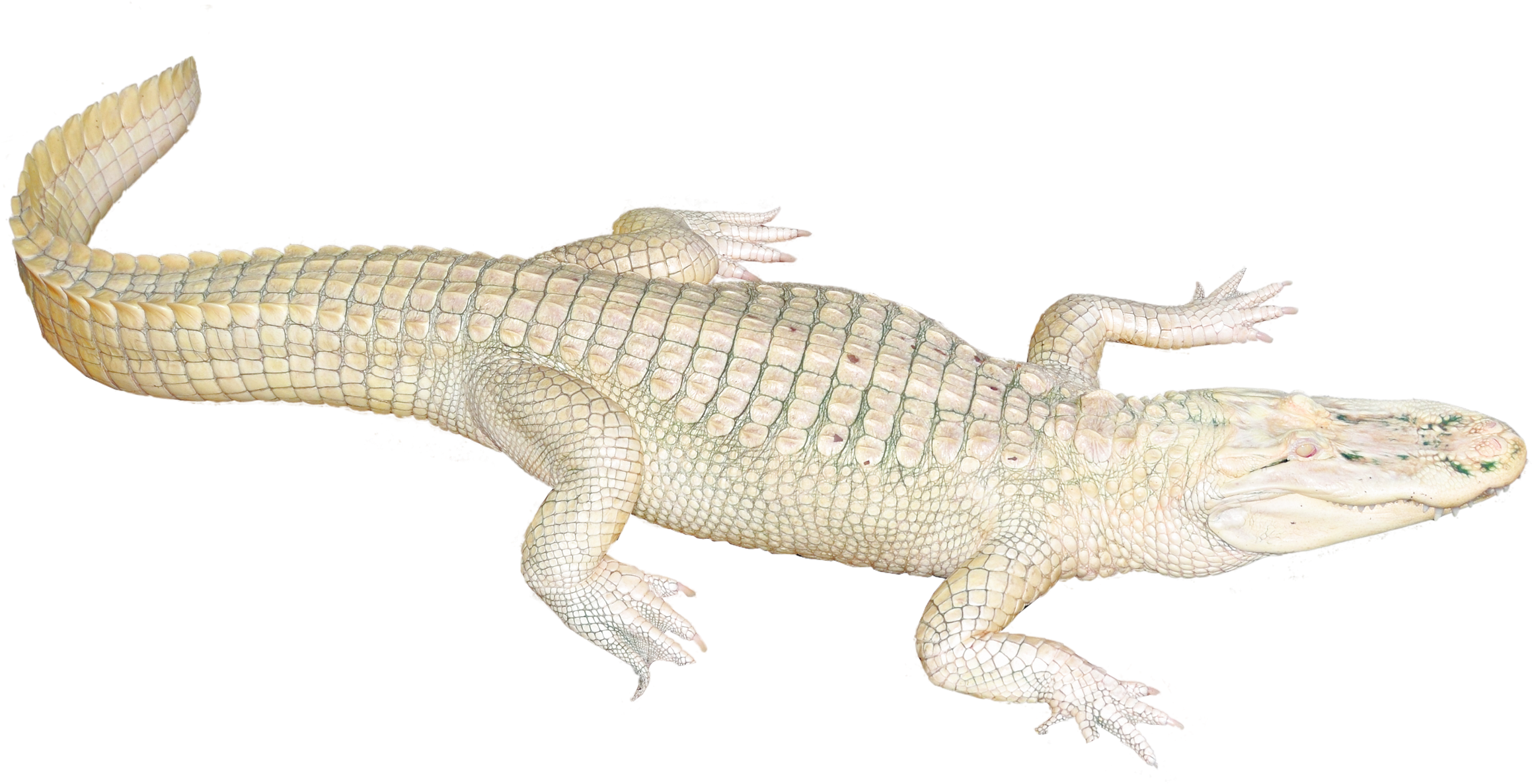 A White Reptile On A Black Background