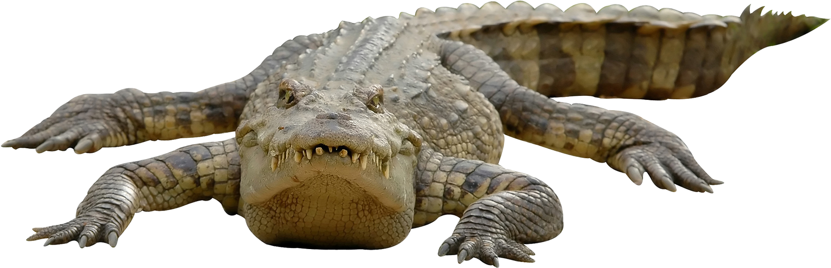 A Crocodile With Sharp Teeth
