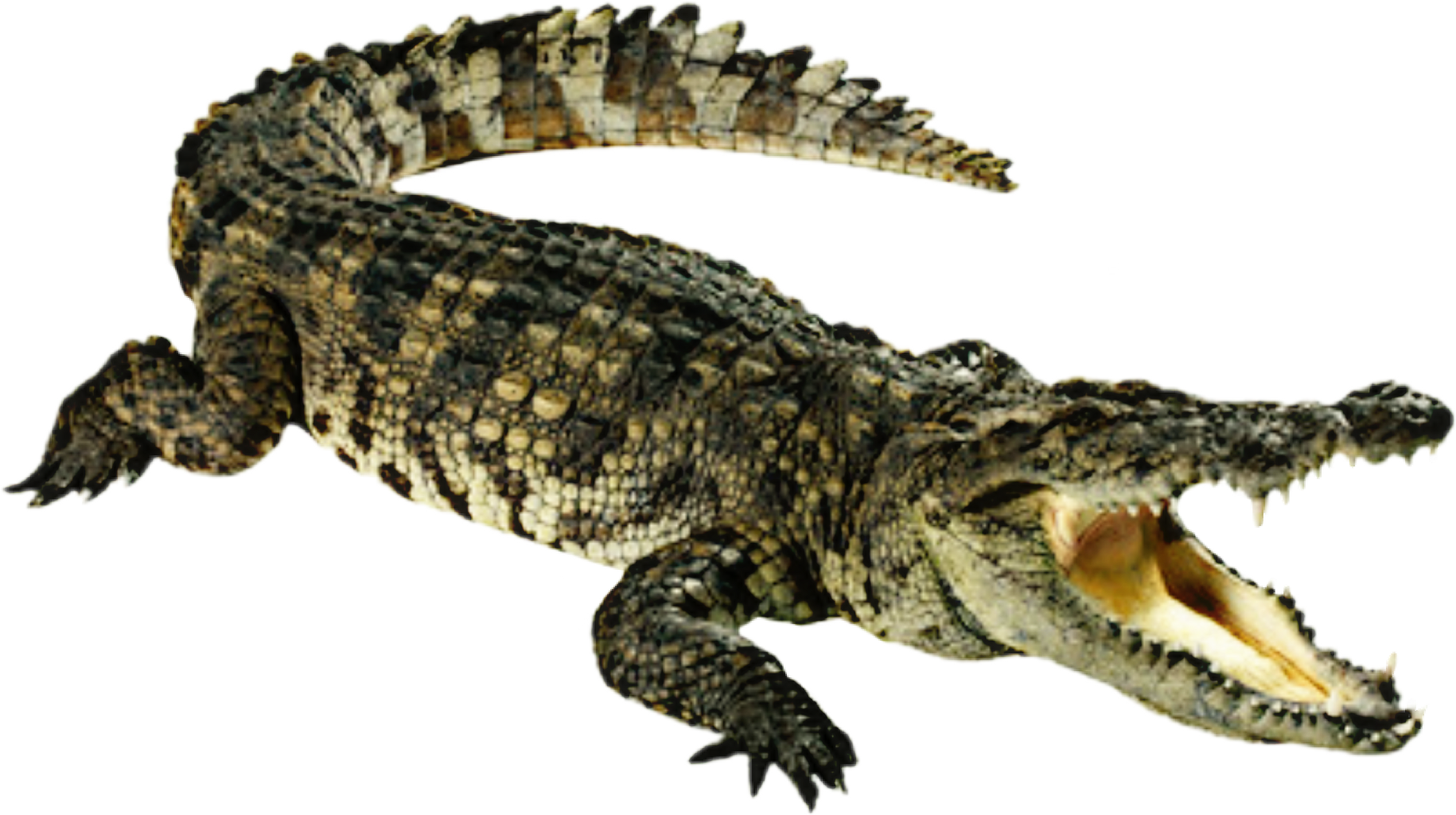 A Crocodile With Its Mouth Open