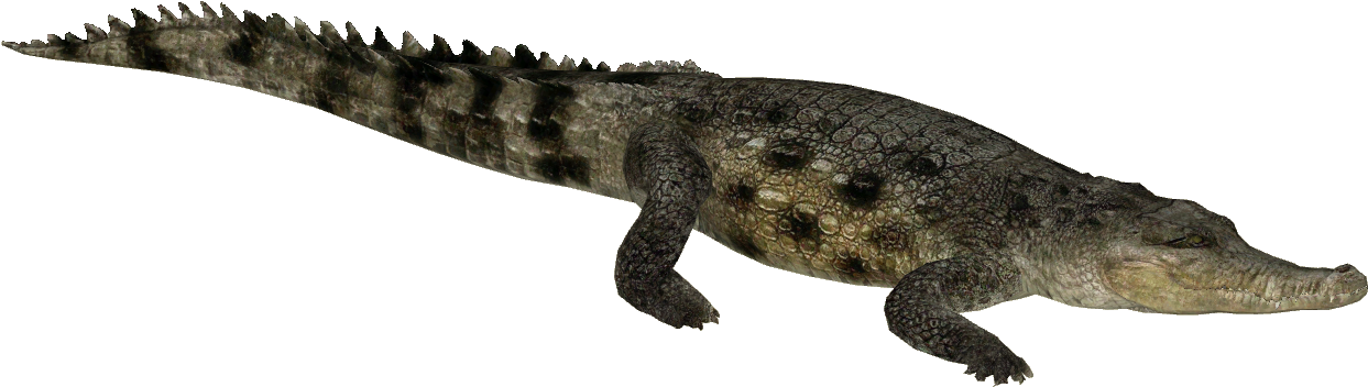 A Reptile With A Black Background