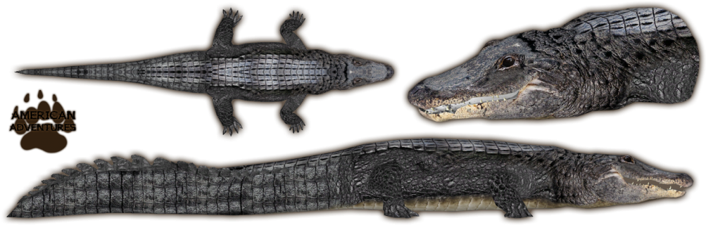A Group Of Alligators With Black Background