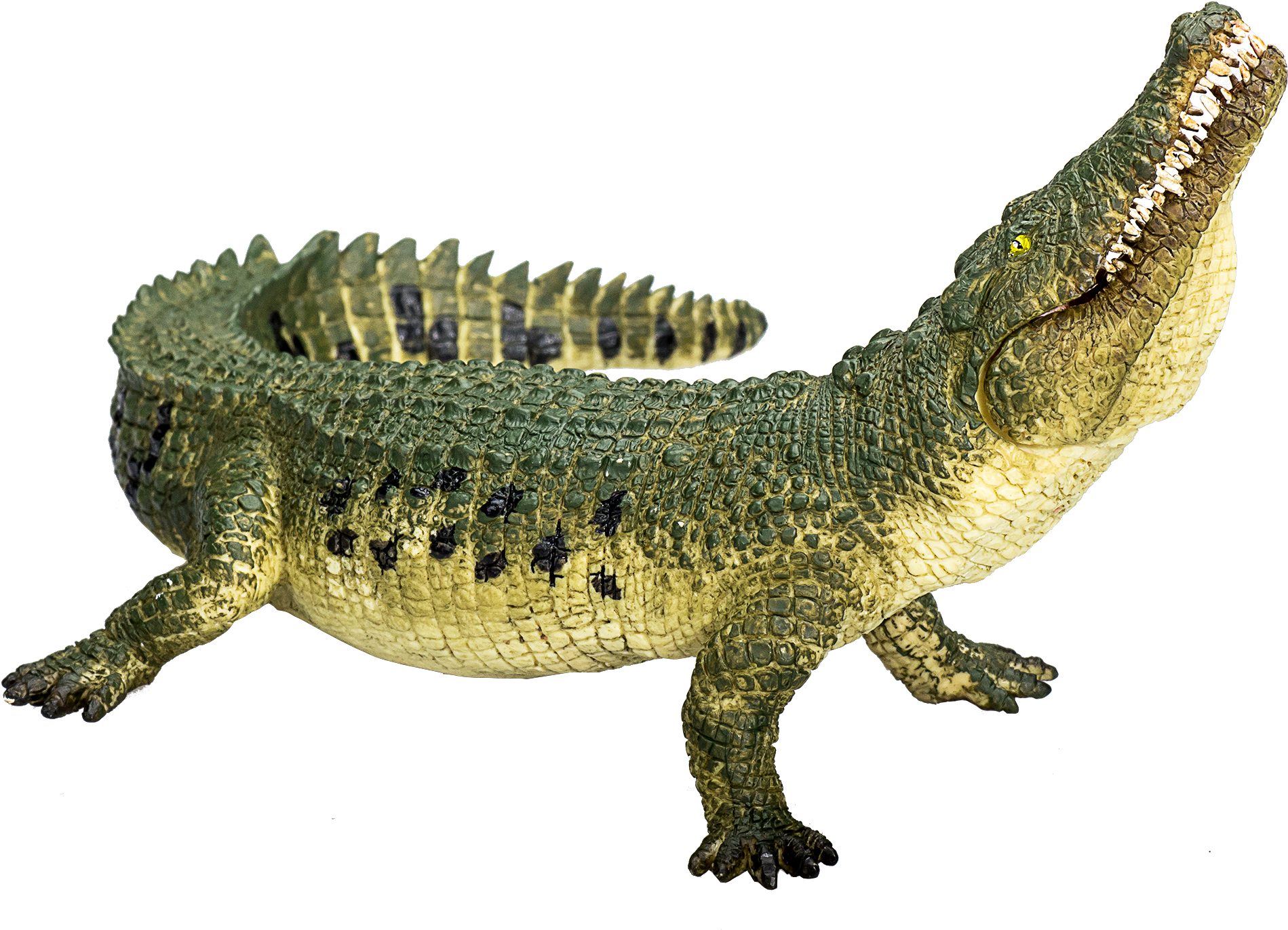 A Green And Black Crocodile