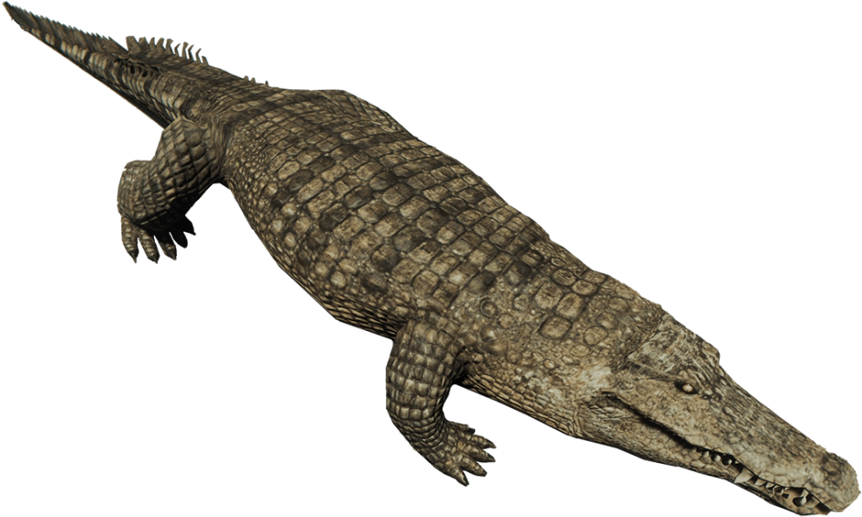 A Crocodile With A Black Background