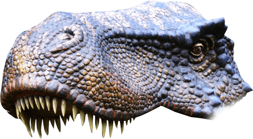 A Close Up Of A Dinosaur's Head