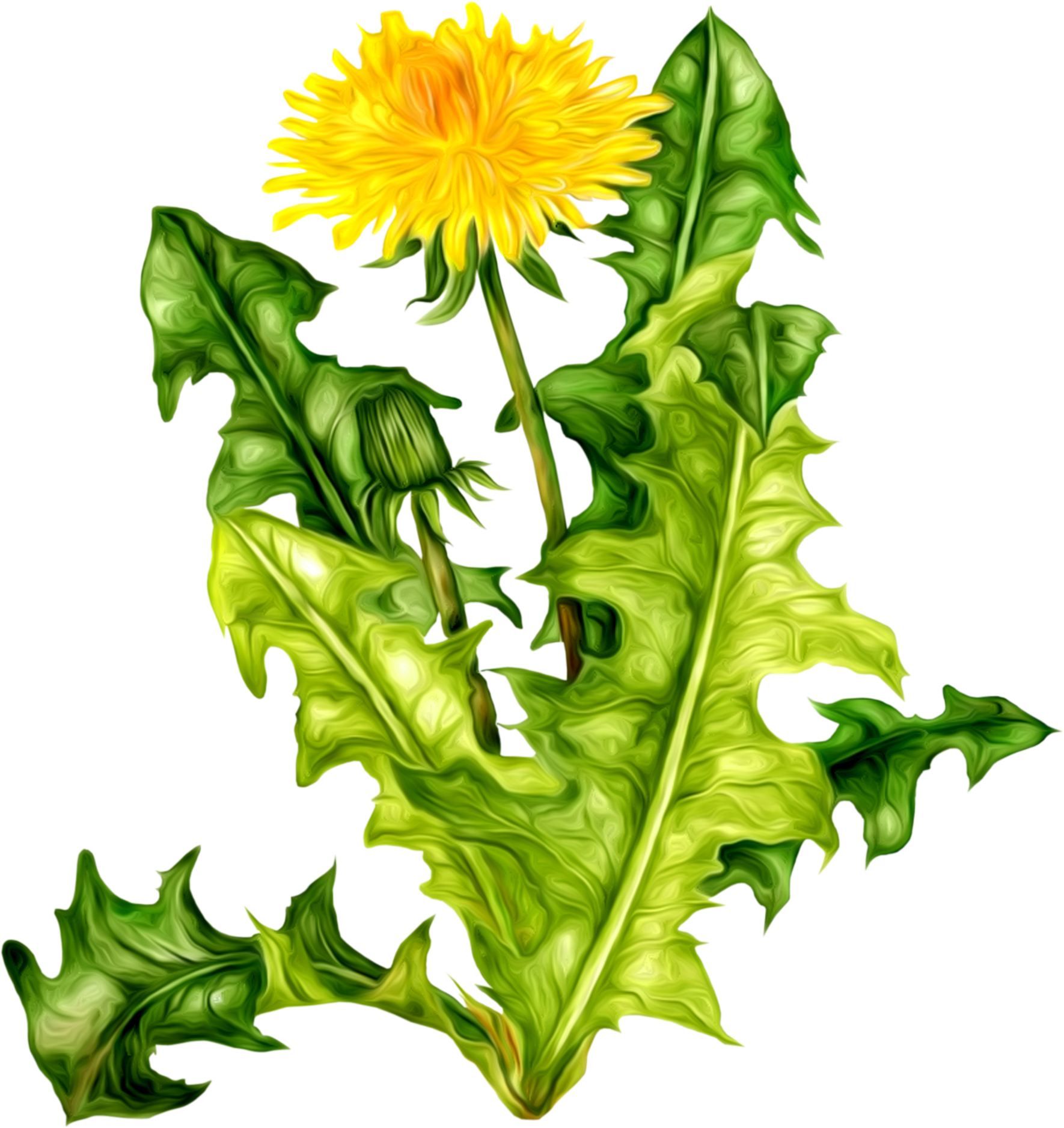 A Dandelion With Leaves