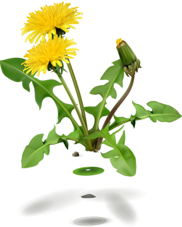 A Dandelion Plant With Yellow Flowers