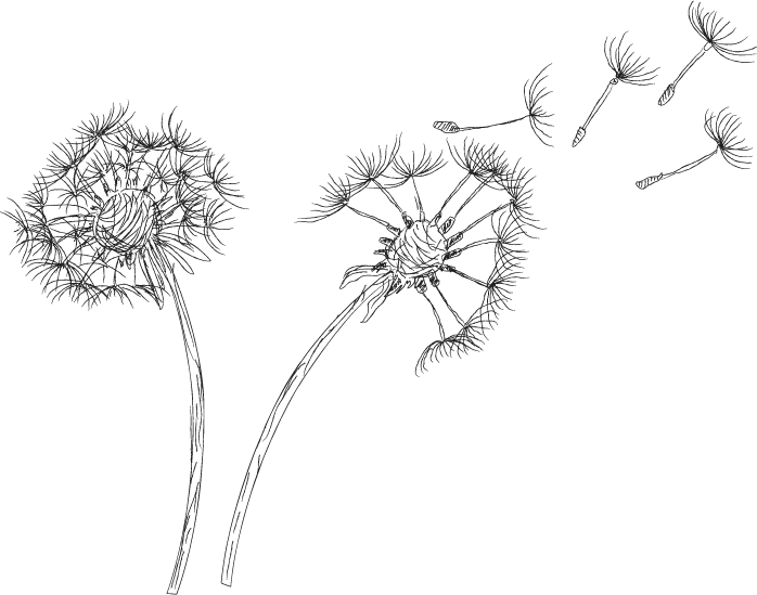 A Black And White Image Of Dandelions