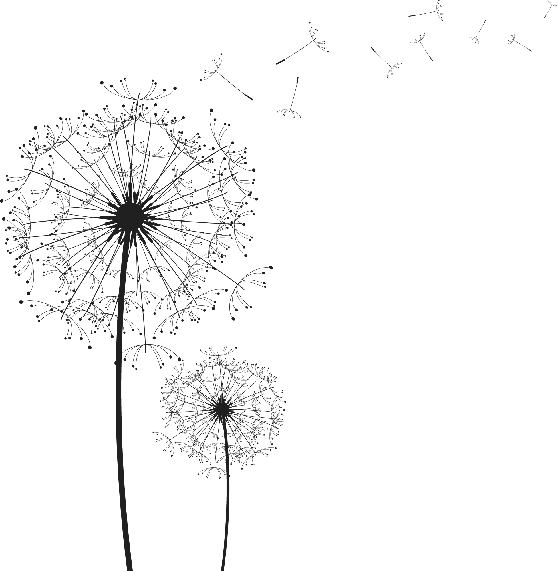 A Black Background With Dandelions