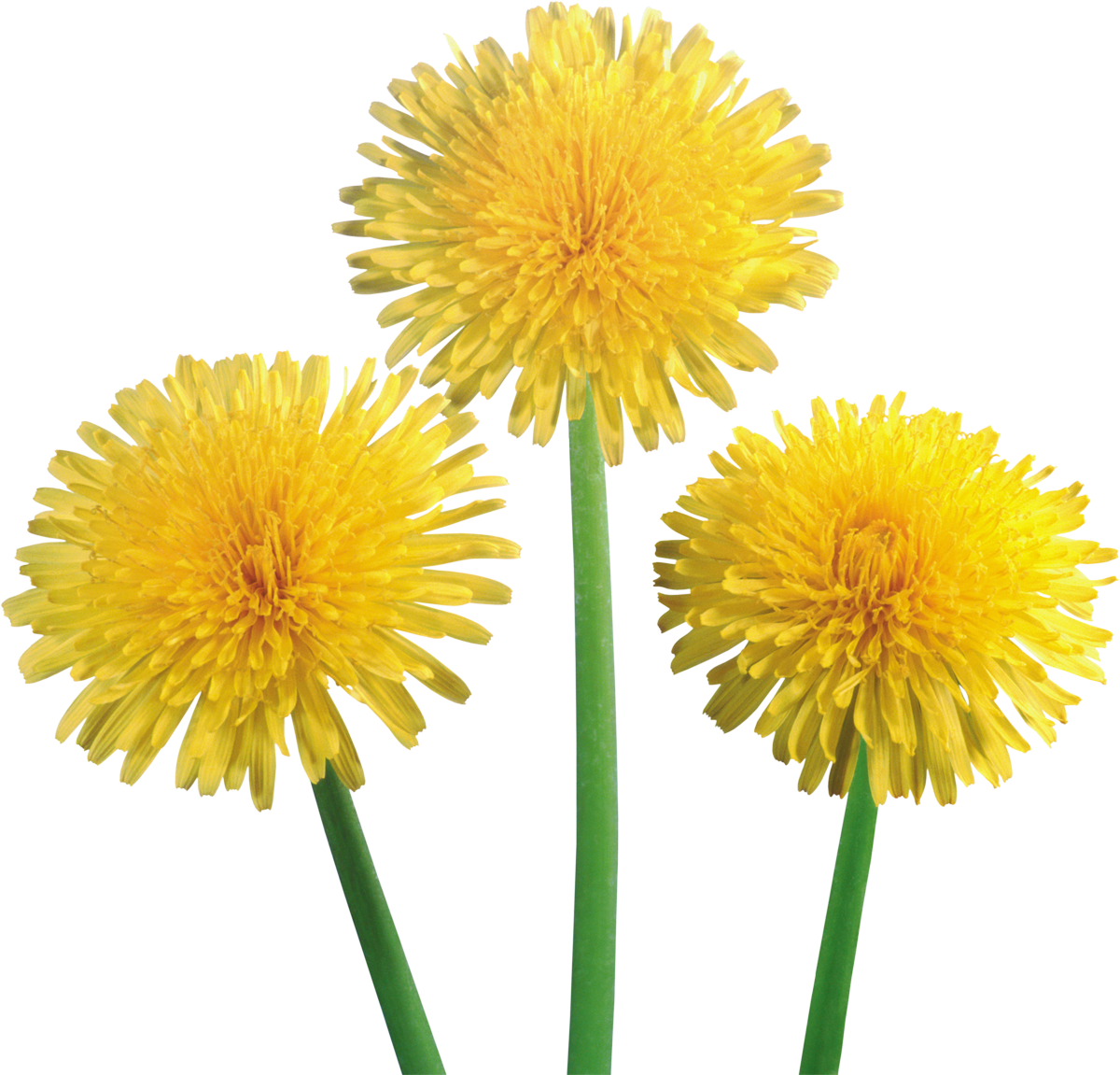 A Group Of Yellow Flowers