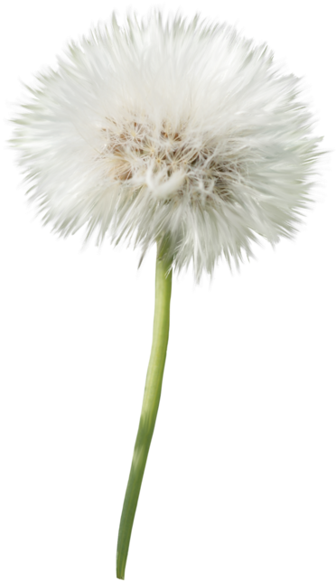 A White Fluffy Flower With Green Stem