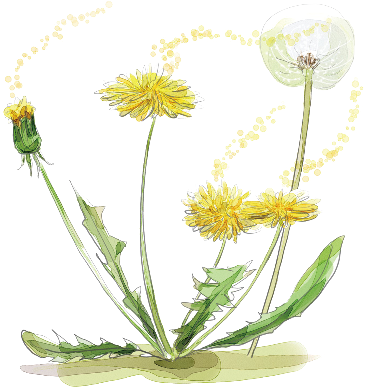 A Drawing Of Dandelions
