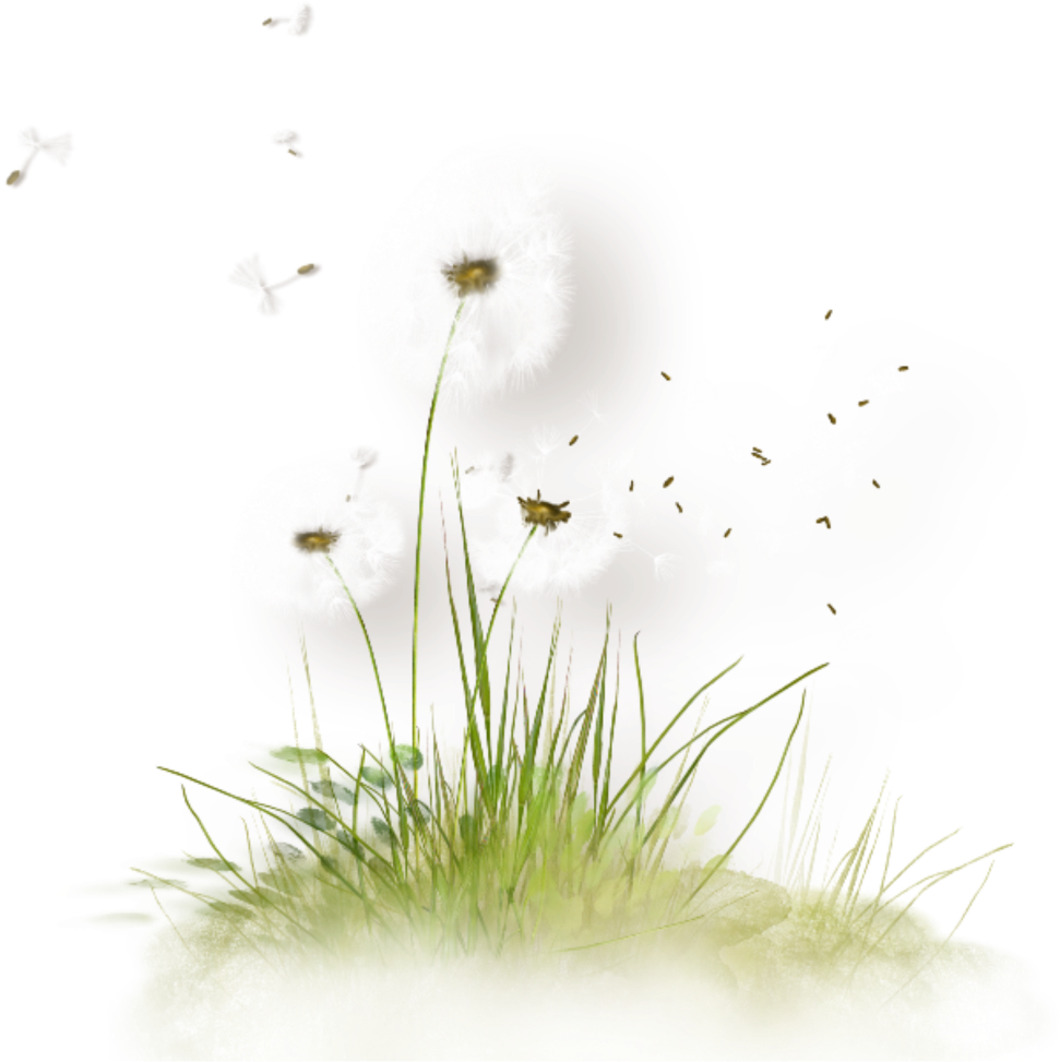 A Dandelion Flowers And Grass