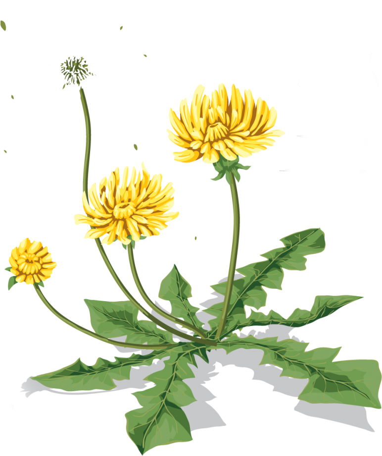 A Yellow Dandelion Flowers And A White Dandelion
