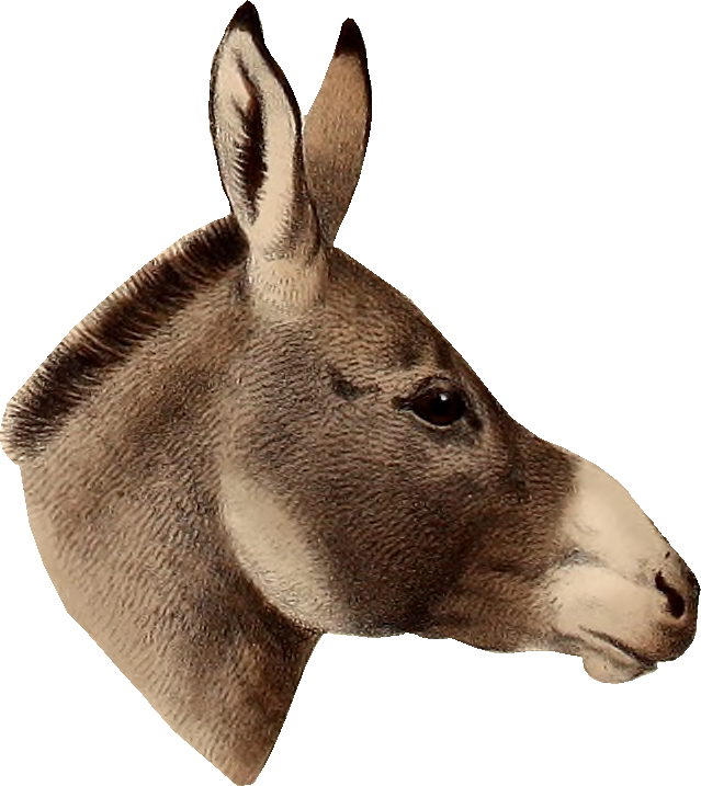 A Donkey's Head With A Black Background