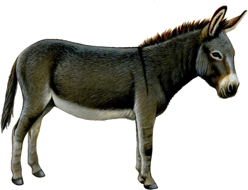 A Donkey With A Black Background