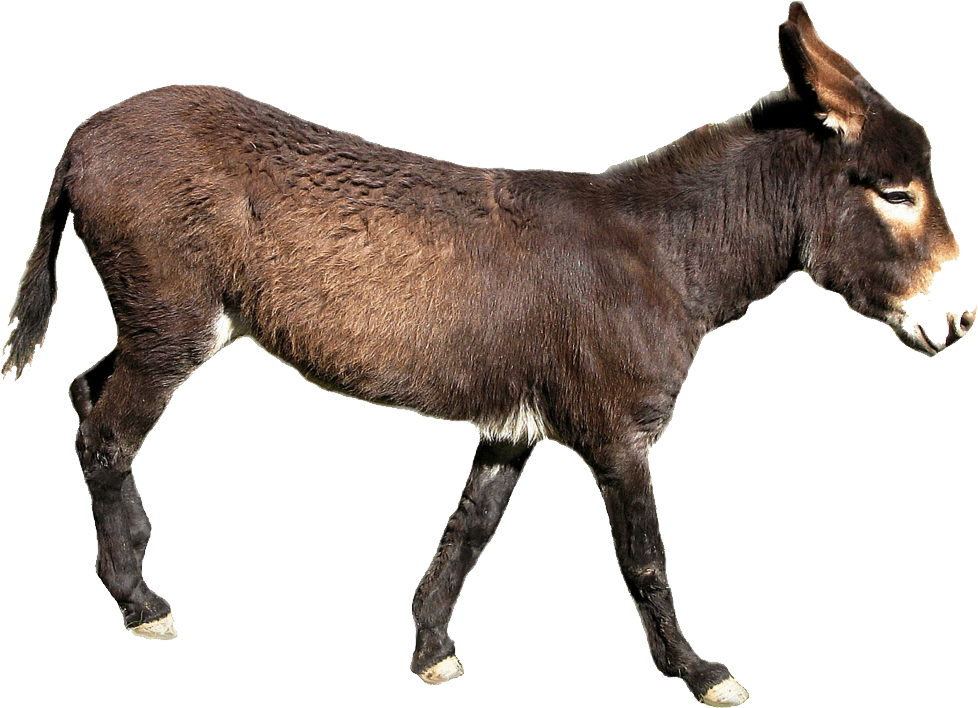 A Donkey Walking On A Black Background