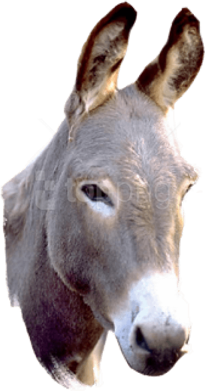 A Close Up Of A Donkey's Face
