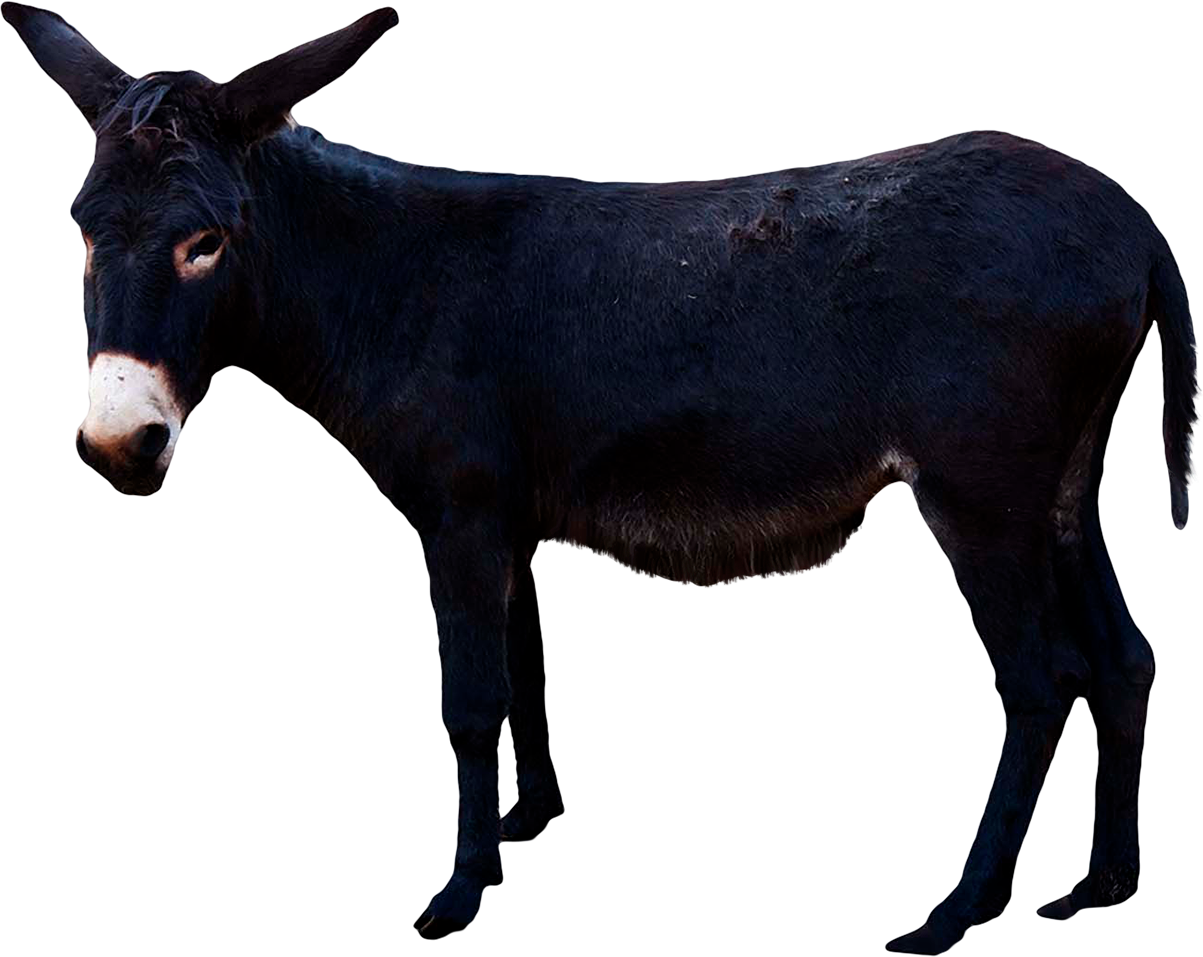 A Black And White Donkey