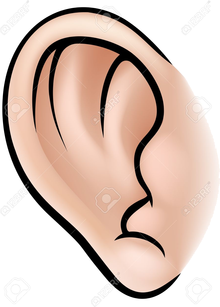 A Close Up Of An Ear
