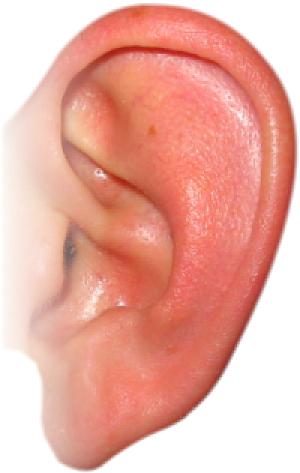 Close Up Of A Human Ear
