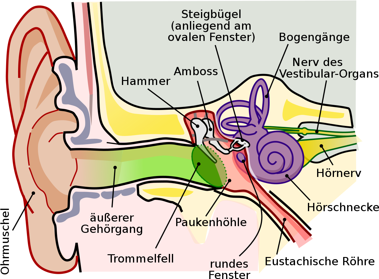 A Diagram Of The Human Ear