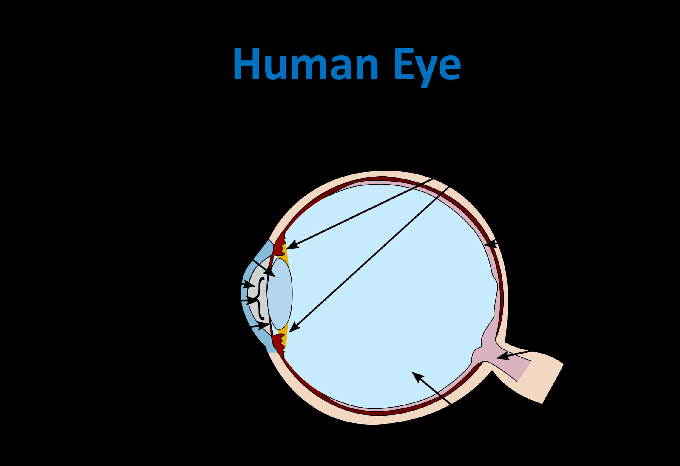 Diagram Of A Human Eye