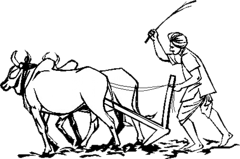 A Man Using A Plow To Plow A Bull