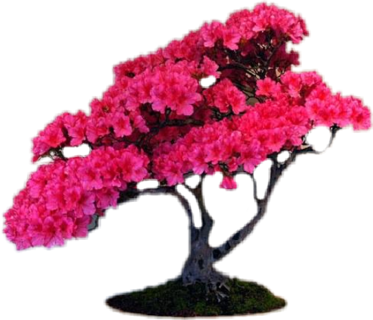 A Pink Flowered Tree