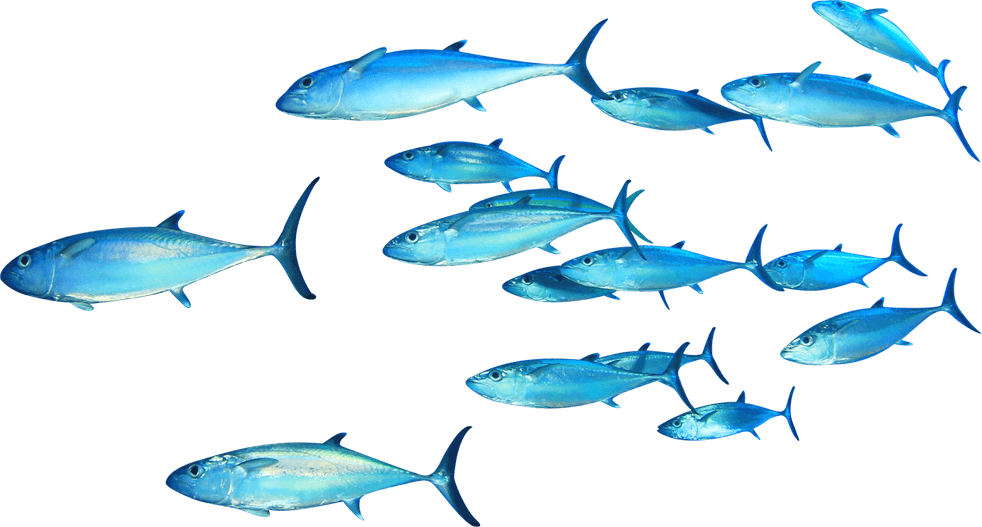 Download Free Fish Png Transparent Images Transparent - Swimming Fishes Transparent Background, Png Download