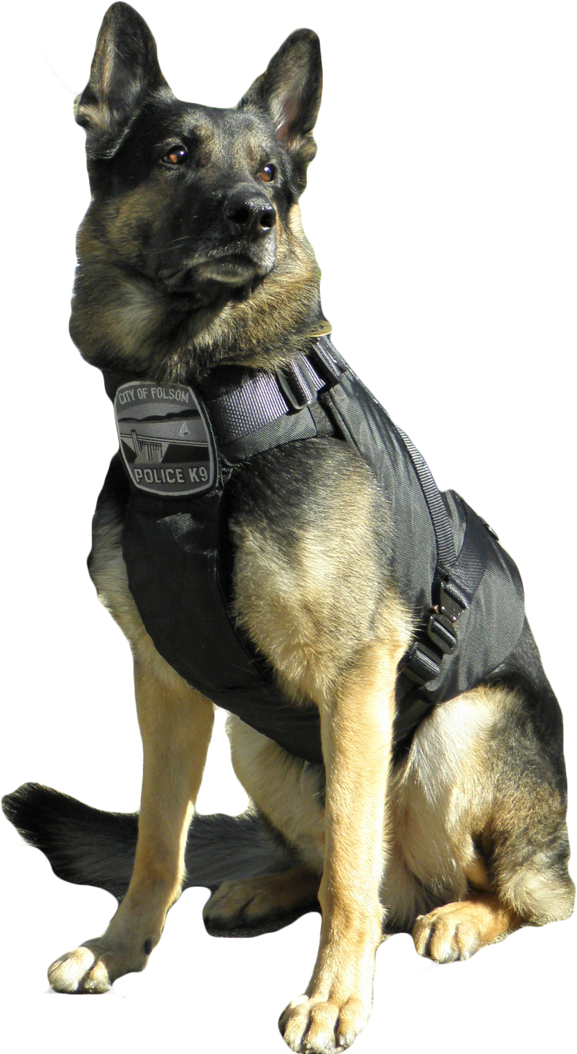 A Dog Wearing A Vest