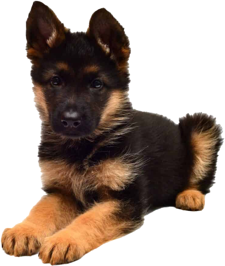 A Black And Brown Puppy