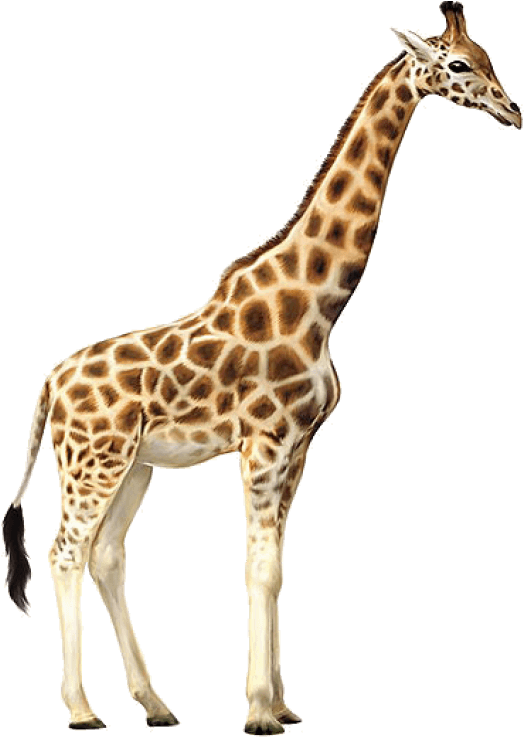 A Giraffe Standing On A Black Background