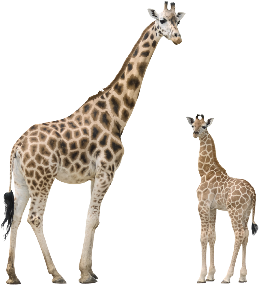 A Giraffe And A Baby Giraffe