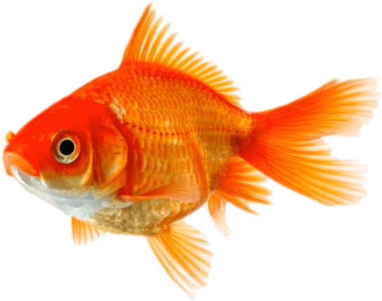 A Goldfish With A Black Background