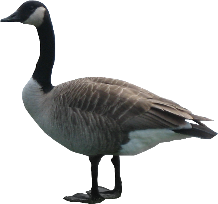 A Goose Standing On A Black Background
