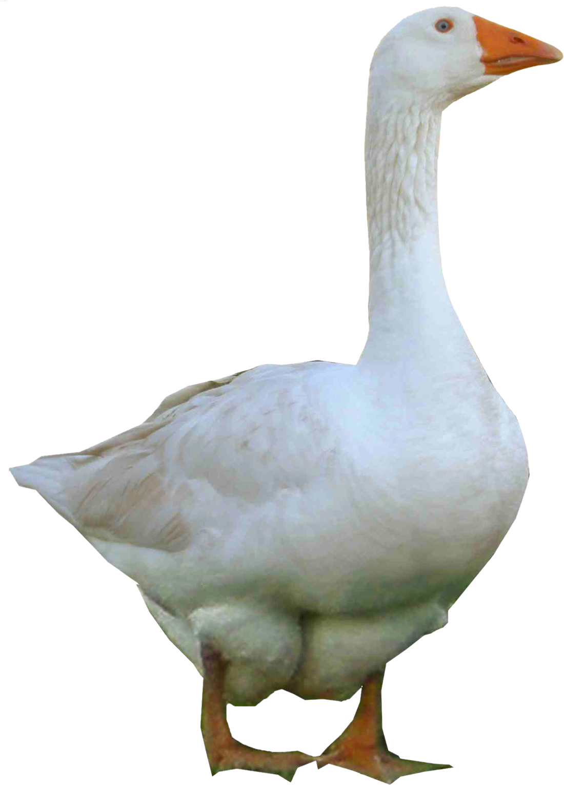 A White Goose Standing On A Black Background