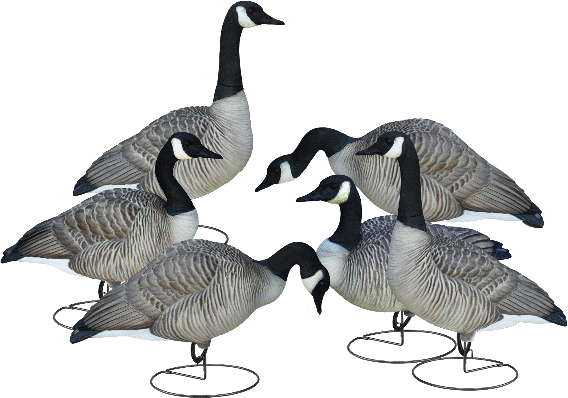 A Group Of Geese Standing On Metal Legs