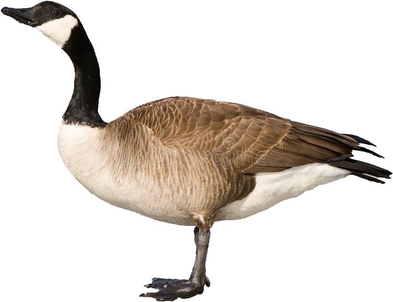 A Goose Standing On A Black Background