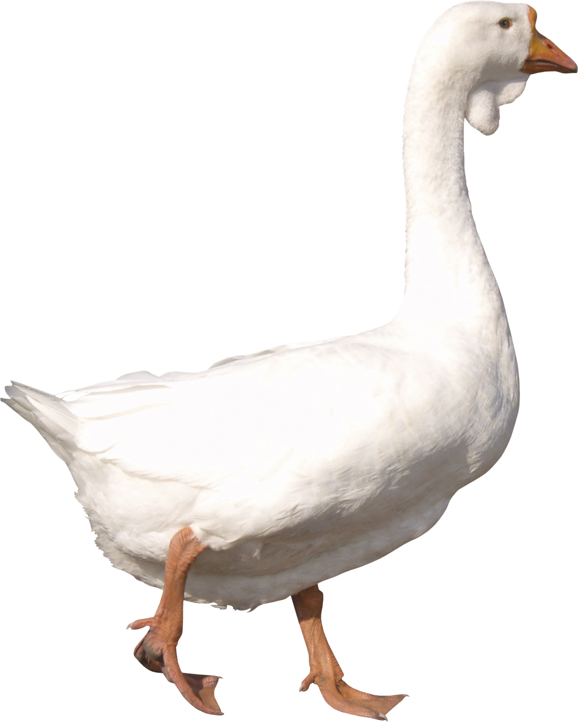 A White Goose With A Black Background