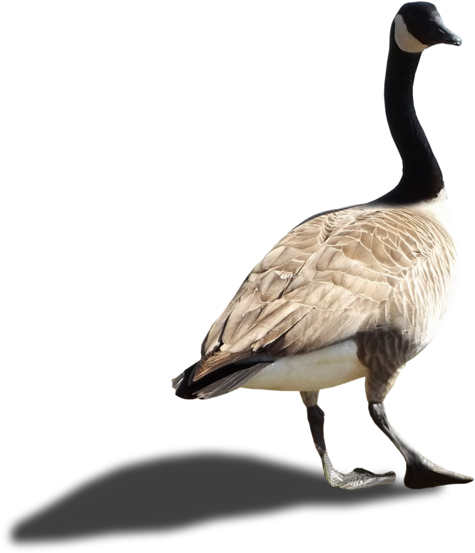 A Goose Walking On A Black Background