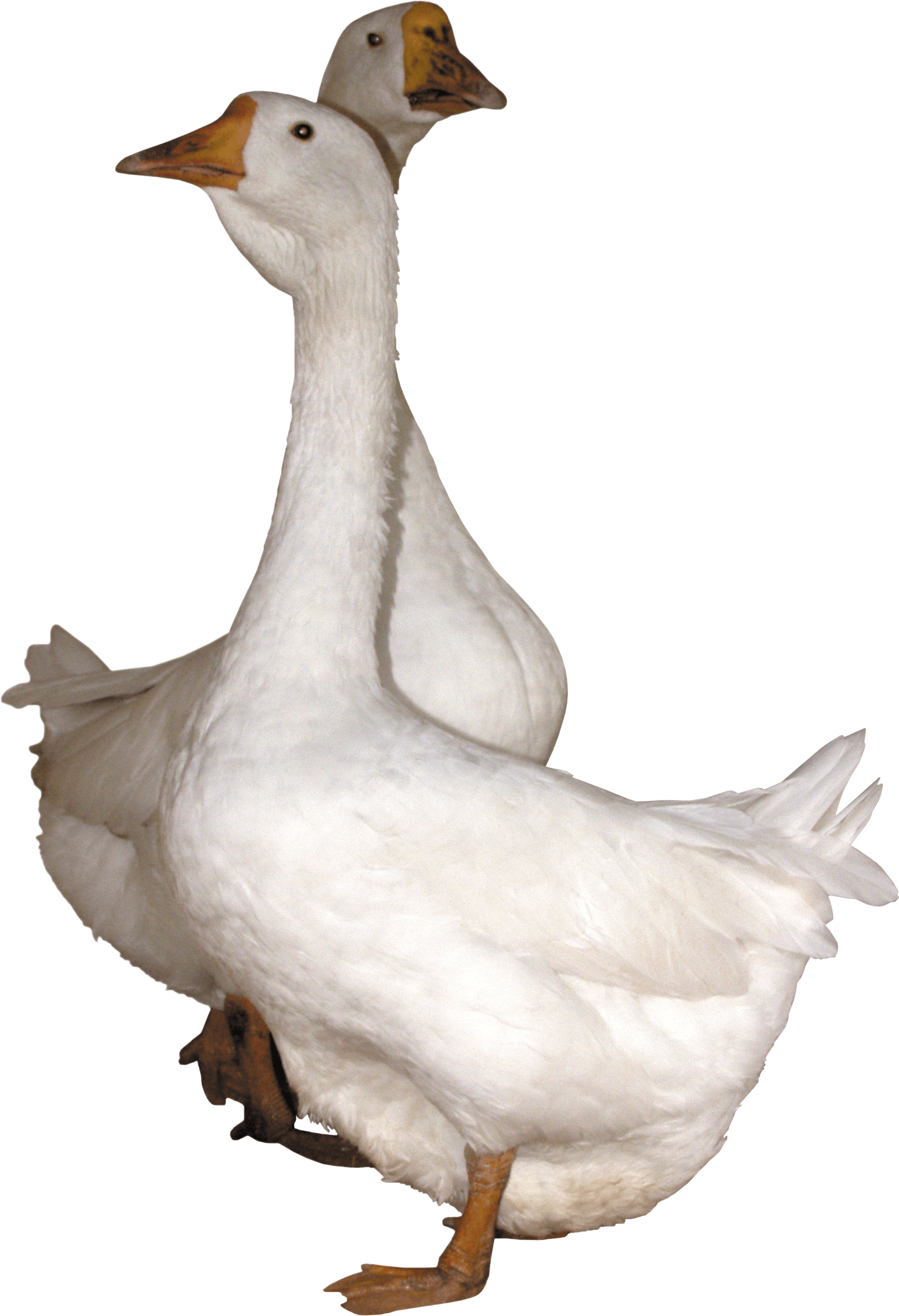 A White Goose With Black Background
