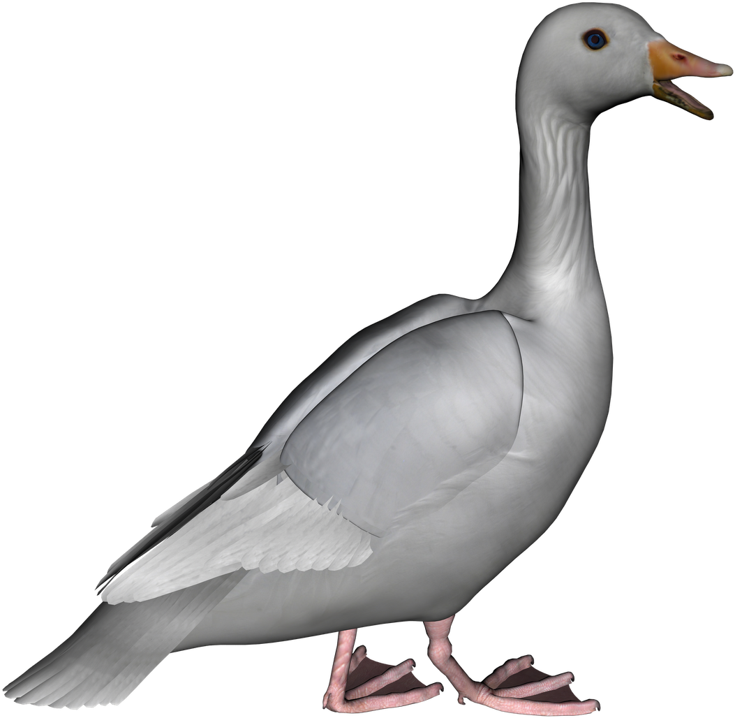 A White Duck With Orange Beak