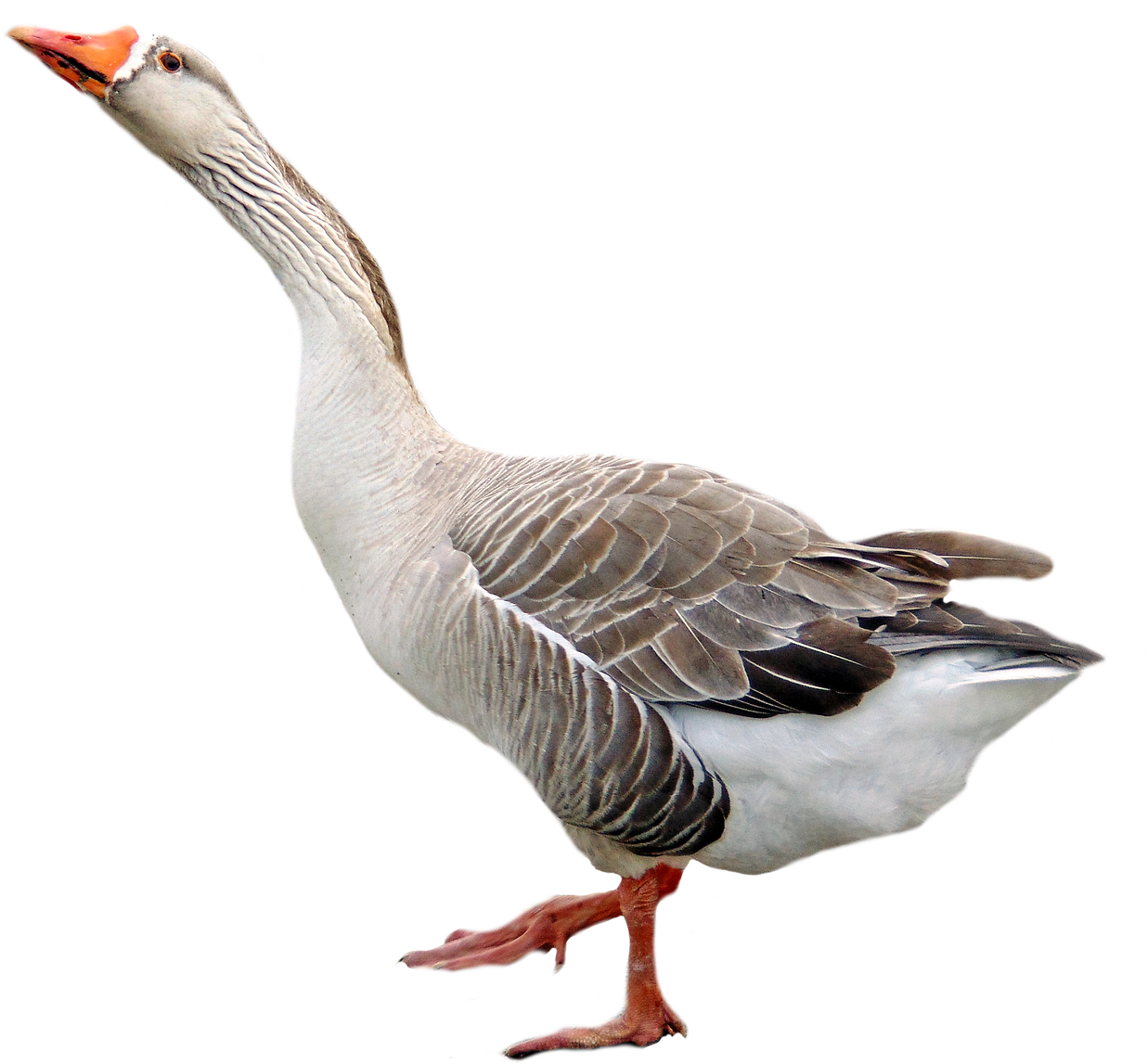 A White And Grey Goose With Orange Beak