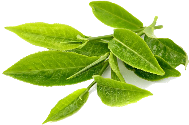 Download Green Tea Transparent Png - Green Tea Leaf Png, Png Download