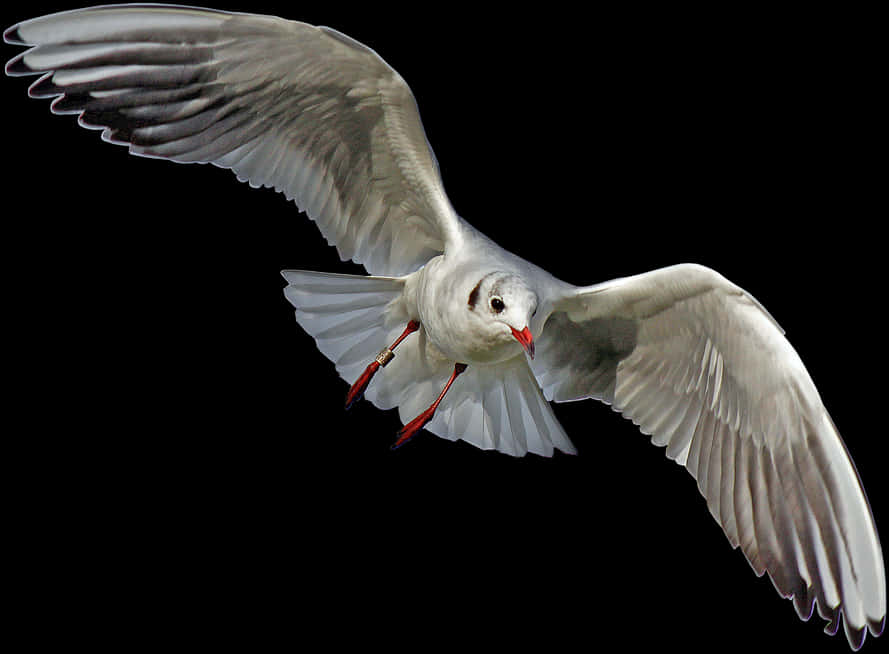 Download Gull Bird Png Transparent Images Transparent - Seagull Flying Transparent Background, Png Download