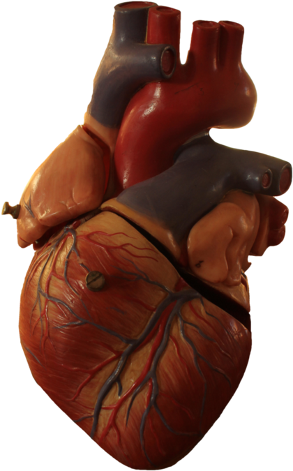 A Model Of A Human Heart