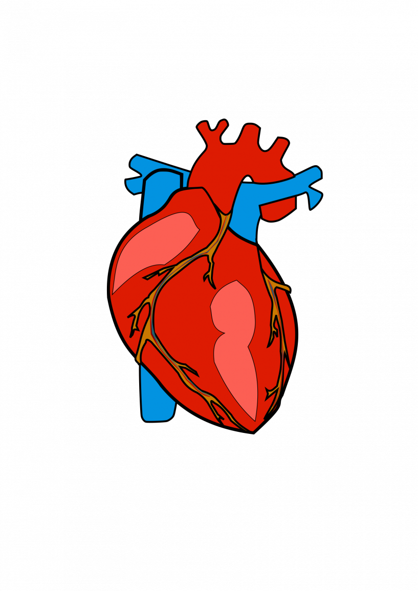 A Red And Blue Heart With Veins