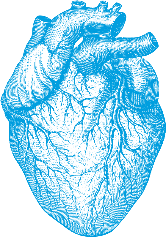 A Blue Drawing Of A Human Heart