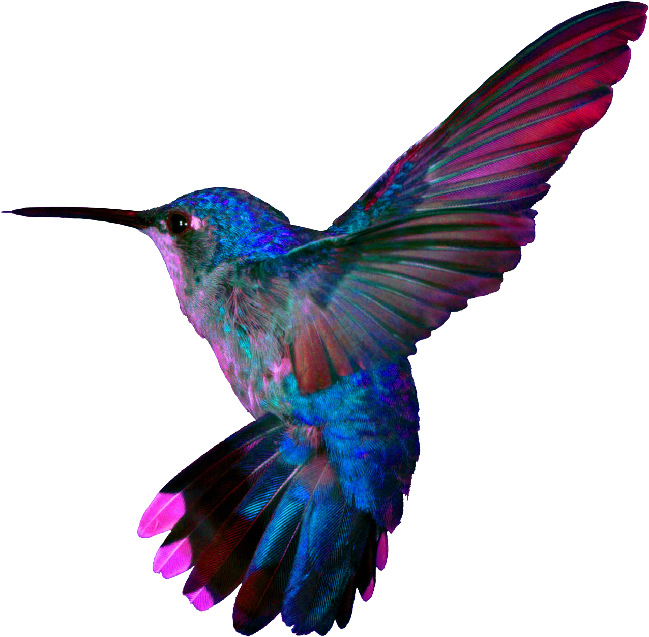 A Blue And Pink Hummingbird